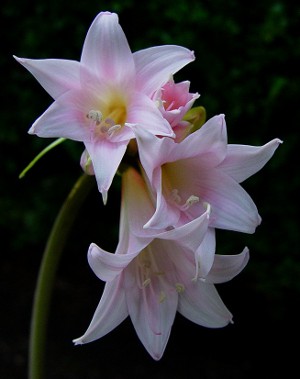 Amaryllis and hippeastrum: twin brothers Amaryllis and hippeastrum: twin brothers