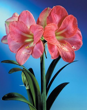 Amaryllis and hippeastrum: twin brothers