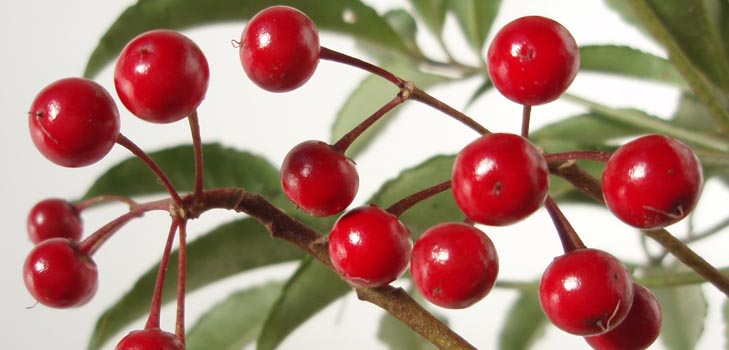 Ardisia: care and photo