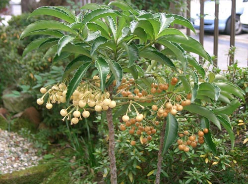 Ardisia - the most famous species