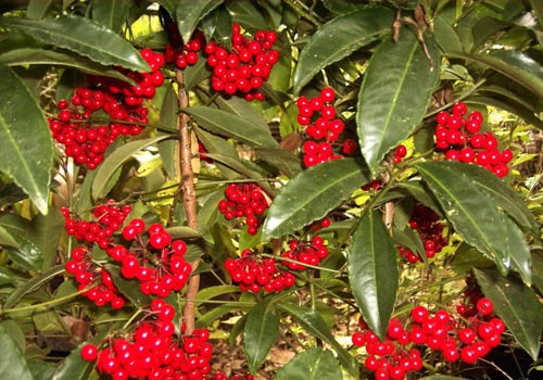 Ardisia: care and photo