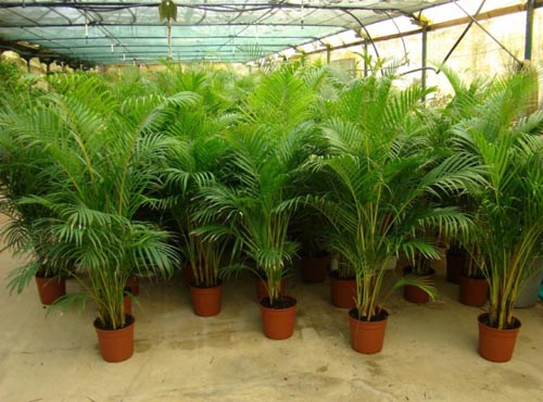 Areca, palm