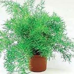 Asparagus: Care and Reproduction Asparagus: Care and Reproduction