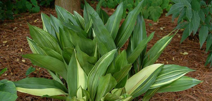 Aspidistra: care at home, flowering, photo