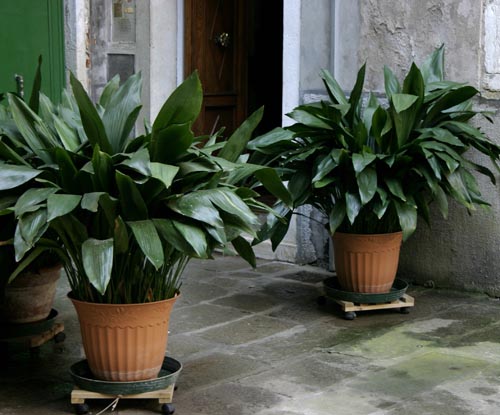 Aspidistra: species and varieties
