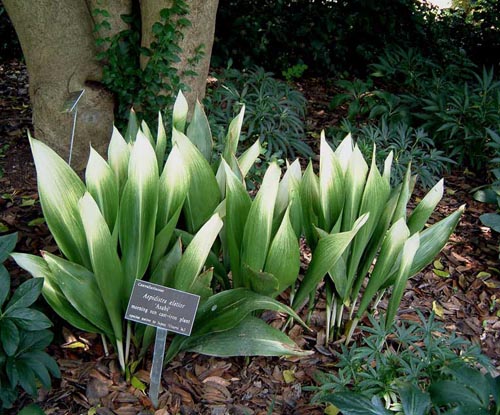 Aspidistra: home care