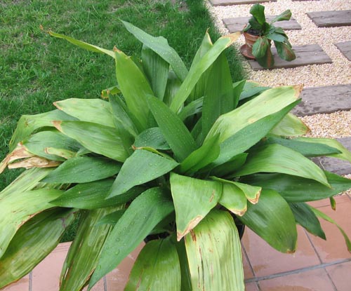 Aspidistra: photo and care at home