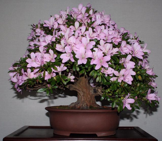 Care for azalea