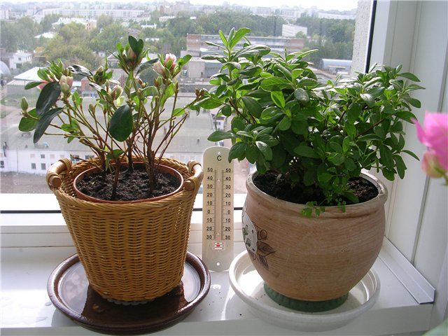 Care for azalea