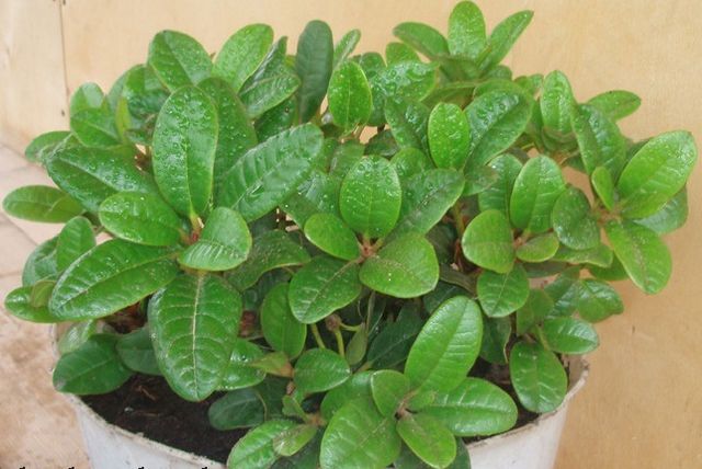 Care for azalea