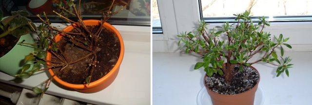Care for azalea