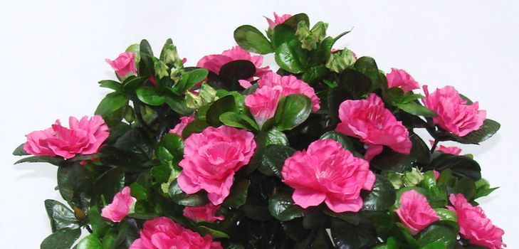 Care for azalea