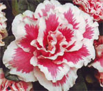 Azalea is a festive plant Azalea is a festive plant