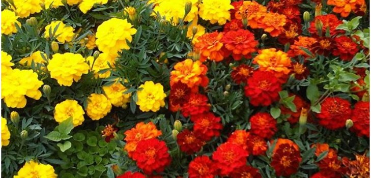 flowers marigolds