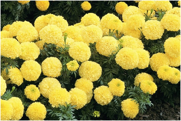 yellow marigolds