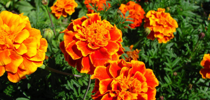 Marigolds on seedlings