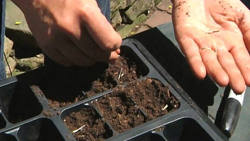 Marigolds on seedlings