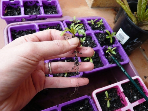 Marigolds on seedlings