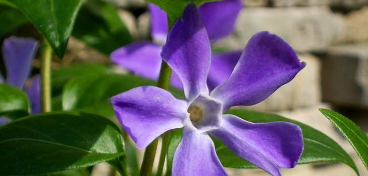 Periwinkle. Cultivation and care for 