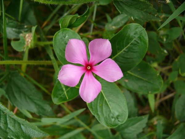 Periwinkle. Cultivation and care for 