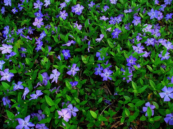 Periwinkle. Cultivation and care for 