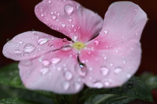 Periwinkle: planting and care, photo. Varieties of periwinkles. Growing and reproduction of large, small, pubescent