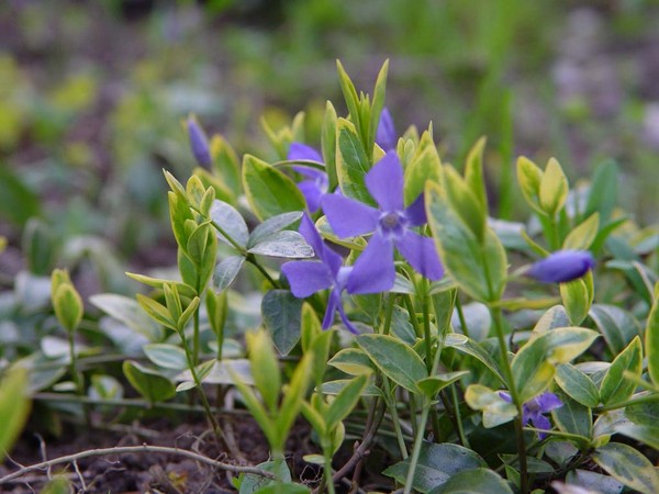 Periwinkle. Cultivation and care for 