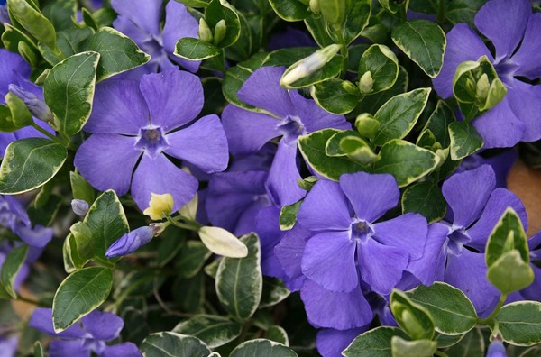 Periwinkle. Cultivation and care for 