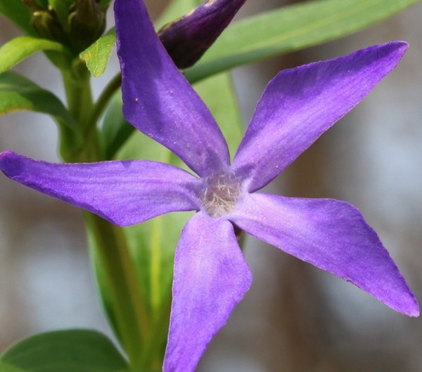 Periwinkle. Cultivation and care for 