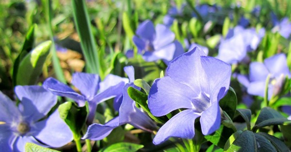 Periwinkle. Cultivation and care for 