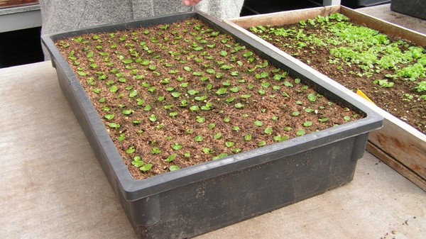 Periwinkle. Cultivation and care for 
