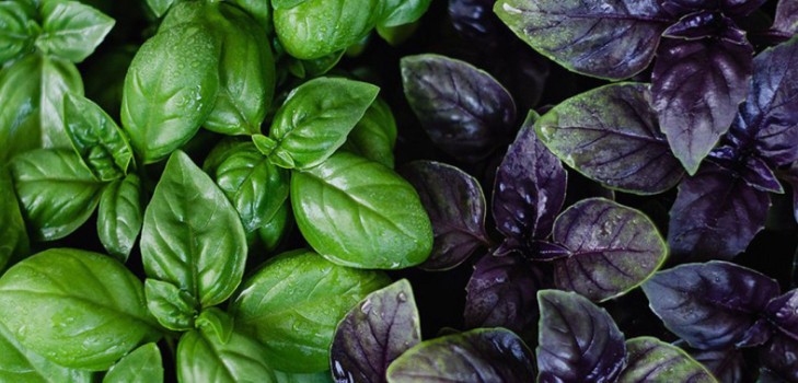 Basil: growing of spicy grass on the windowsill and in the open ground
