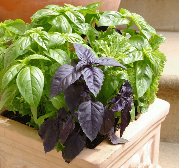 Basil: growing of spicy grass on the windowsill and in the open ground