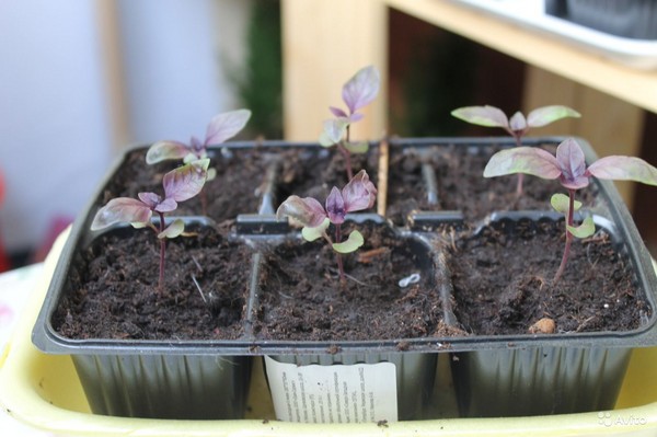 Basil: growing of spicy grass on the windowsill and in the open ground