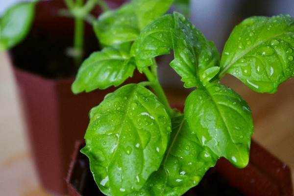 Basil: growing of spicy grass on the windowsill and in the open ground