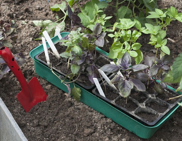 Basil: growing of spicy grass on the windowsill and in the open ground