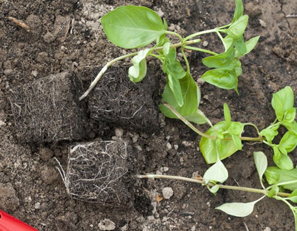 Basil: growing of spicy grass on the windowsill and in the open ground
