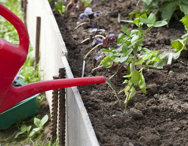 Basil: growing of spicy grass on the windowsill and in the open ground