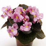 Begonia from seeds Begonia from seeds