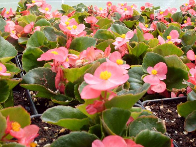 Begonia from seeds