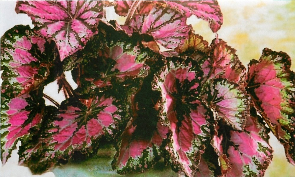 begonia without flowers