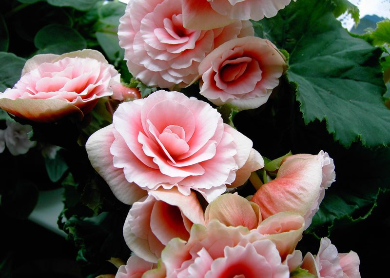 pink begonia