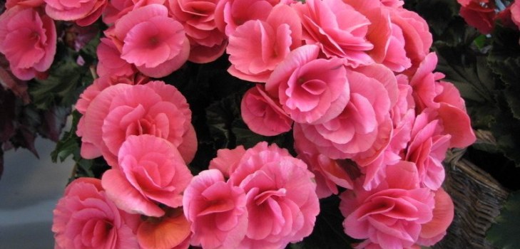 begonia flowers