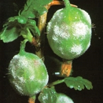 White coating on gooseberry berries