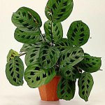 Diseases of indoor plants: fungal diseases. Part 1 Diseases of indoor plants: fungal diseases. Part 1