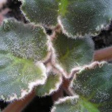 Powdery mildew