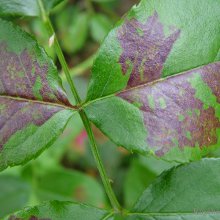 Downy mildew