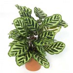 Diseases of indoor plants: fungal diseases. Part 2