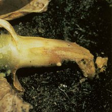 Late blight