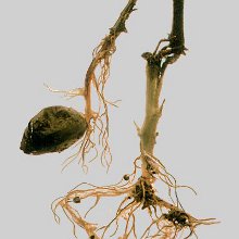 Blackleg